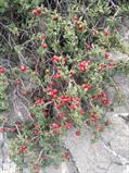 prunus incana